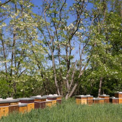 Bienenstand im Akazienwald