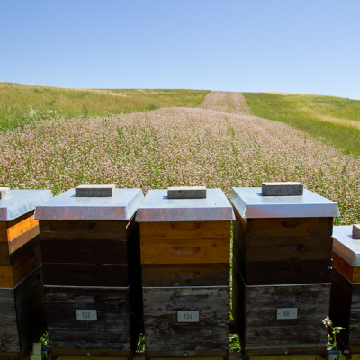 Bienenstand im Buchweizenfeld