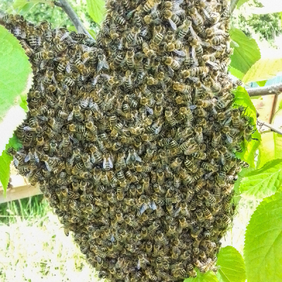 Bienenschwarm