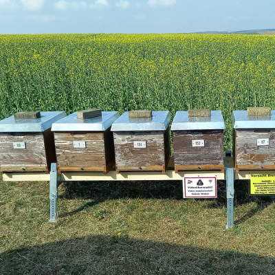 Bienenstand im Rapsfeld