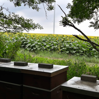 Bienenstand im Sonnenblumenfeld