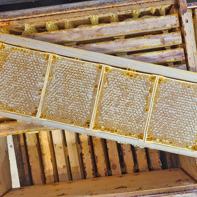 Wabenhonig aus dem Bienenstock