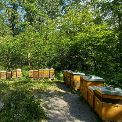 Bienenstand im Wald
