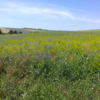 Acker mit Blühpflanzen