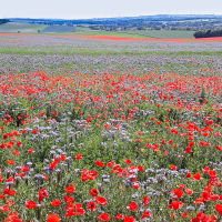 Blütenmeer im Weinviertel