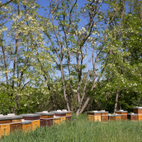 Bienenstand im Akazienwald