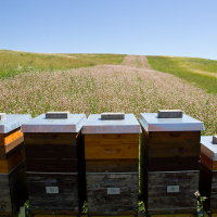 Bienenstand im Buchweizenfeld