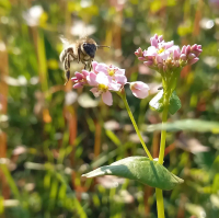 Biene auf Buchweizenblüte