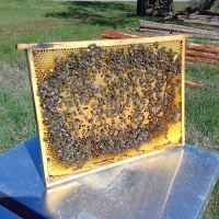 Bienenwabe mit Honigbienen