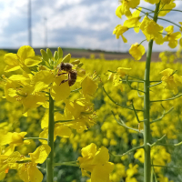 Rapsblüte mit Honigbiene
