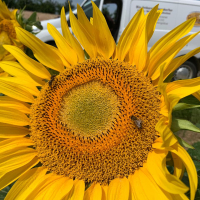 Sonnenblume mit Honigbiene