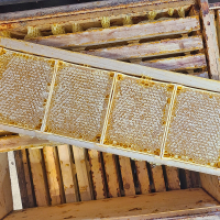 Wabenhonig aus dem Bienenstock