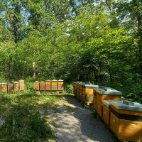 Bienenstand im Wald