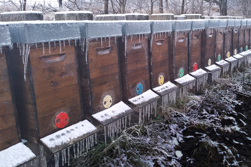 Bienenstöcke im Winter mit Eiszapfen