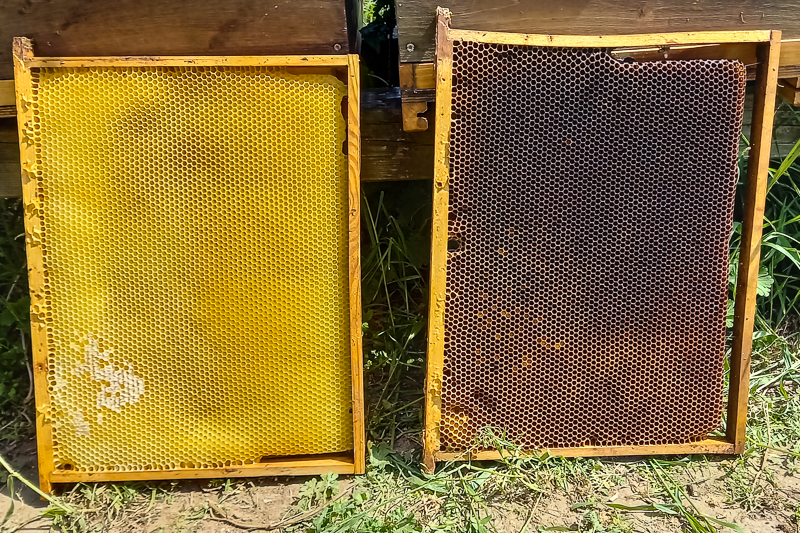 Vergleich von alter und neuer Bienenwabe