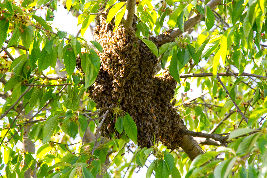 Bienenschwarm