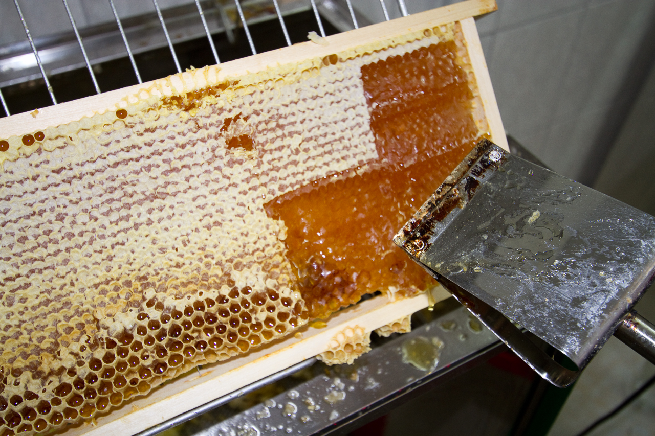 Honigwabe
