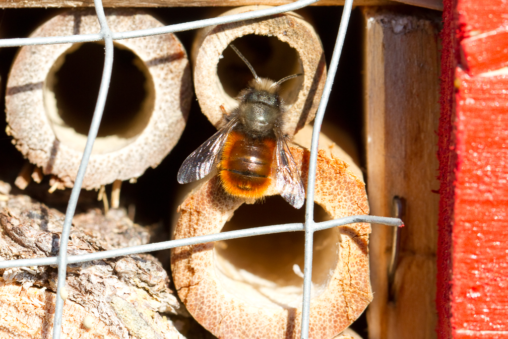 Wildbienen - rote Mauerbiene