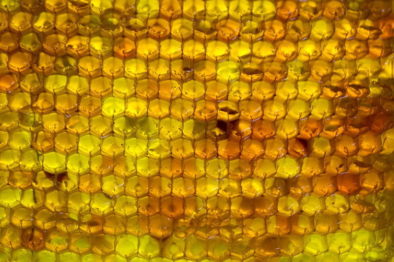 Blick auf Vielfalt von Honigzellen in einer Wabe