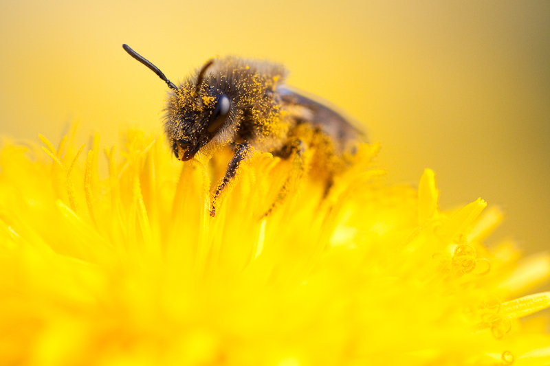 Biene mit Blütenstaub