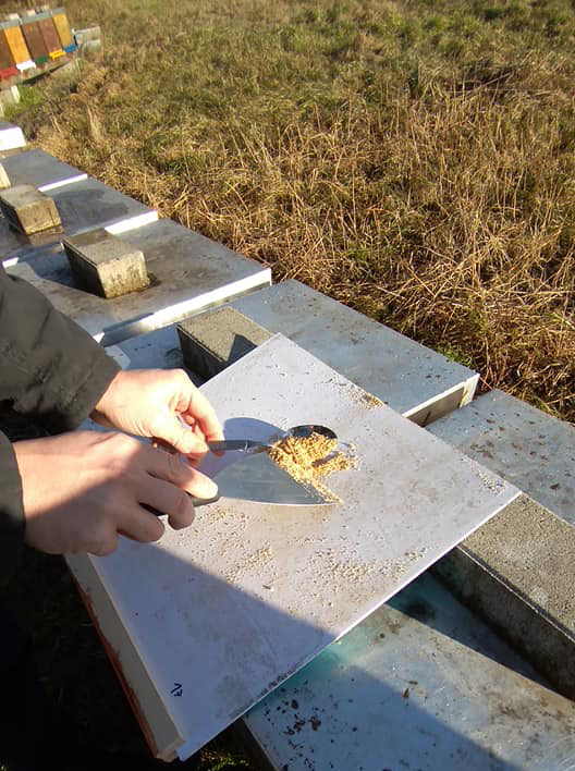 Probennahme bei den Bienen im Winter
