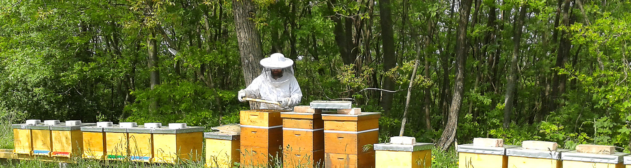 Imker bei Bienenstöcken