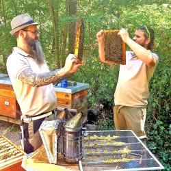 Sommerarbeiten zum Ende des Bienenjahres